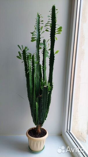 Молочай треугольный