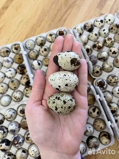 Яйца перепелиные домашние свежие