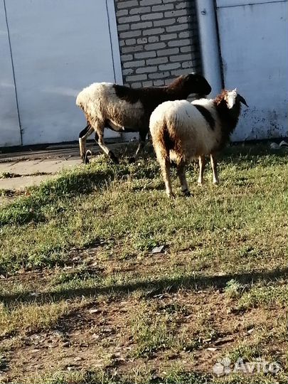Продажа овец
