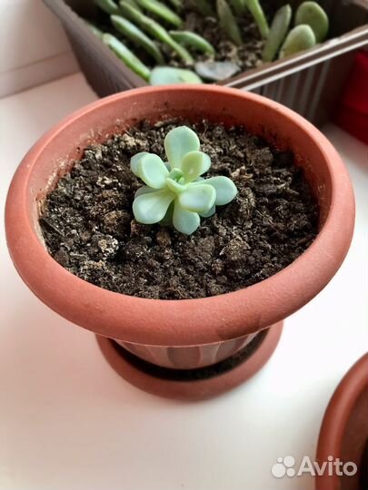 Суккуленты