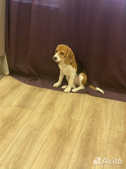 Бигль щенок