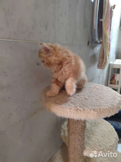 Персидская