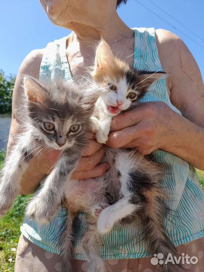 Котята помогите спасти