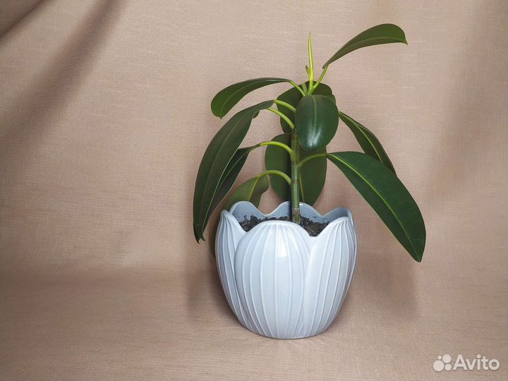 Фикус комнатное растение