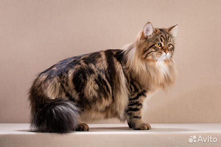 Котята от титулованного сибирского чемпиона