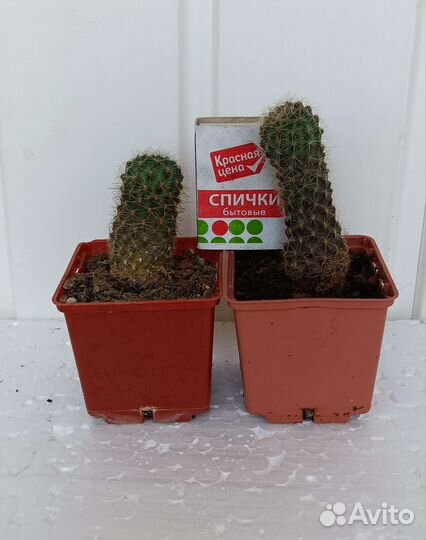 Кактус хамелобивия, медиолобивия, хамецереус