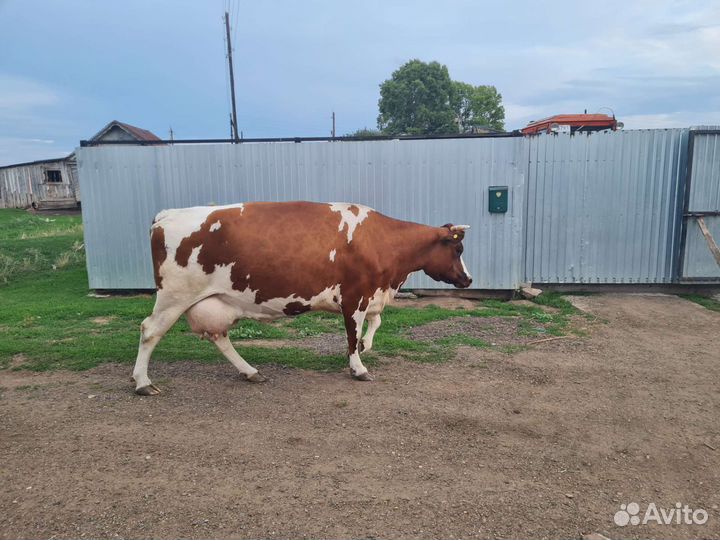 Продам корову