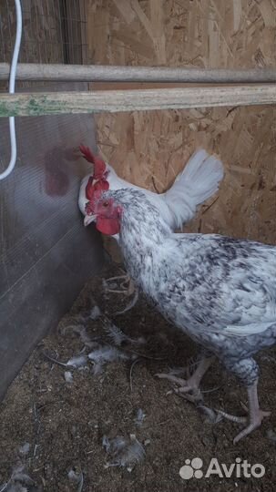 Петушки породы Леггорн и Пушкинская