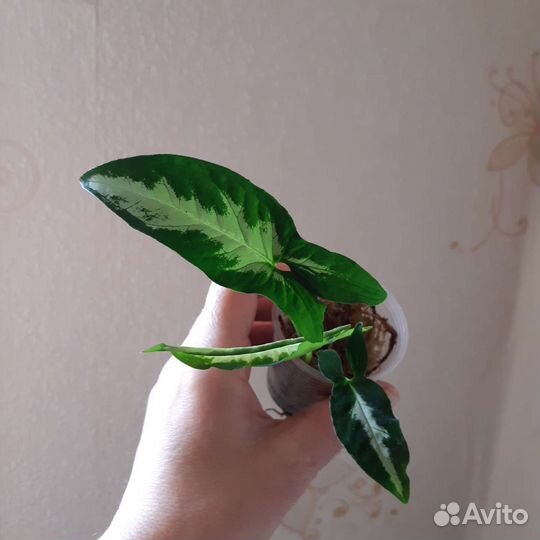 Комнатные растения