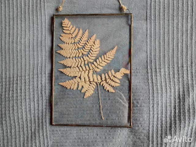 Гербарий в рамке папоротник под стеклом купить в Москве | Хобби и отдых ...