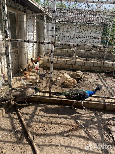 Петушок с черным мясом