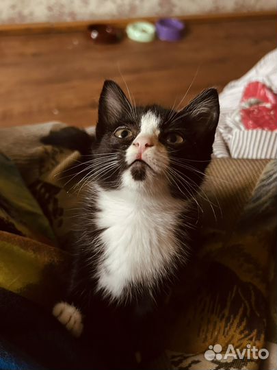 Котёнок в добрые руки