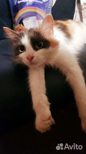 Передержка животных, выгул Пероово