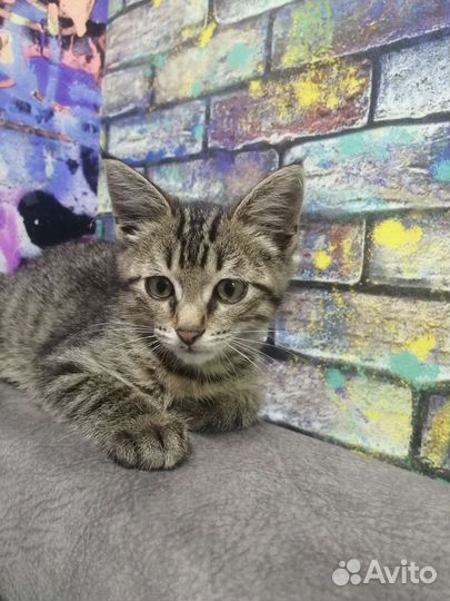 Кошка в дар бесплатно