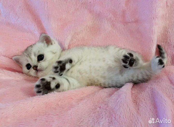 Британская серебристая шиншилла