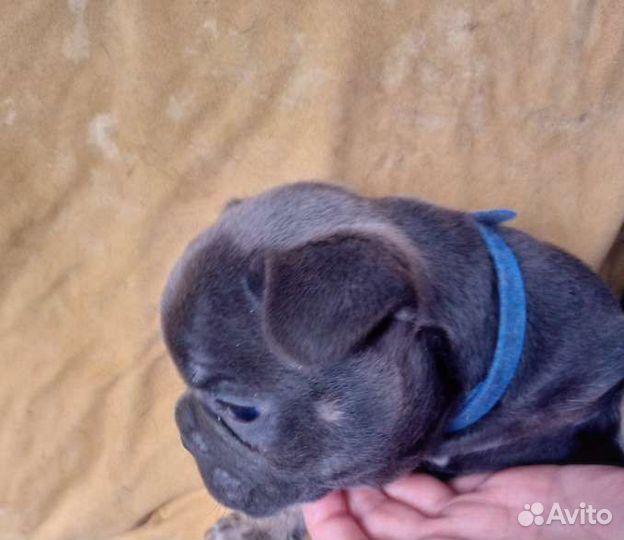 Щенки французские бульдоги