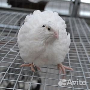 Яйцо перепела инкубационное