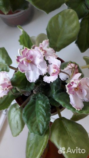 Фиалка в горшках