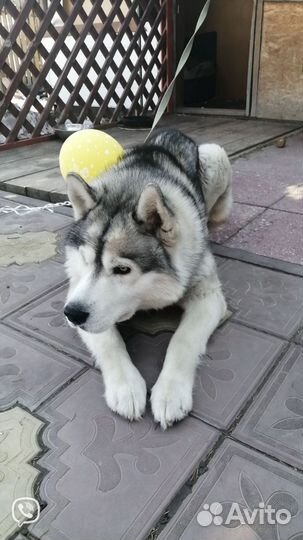 Сибирский хаски мальчик для вязки