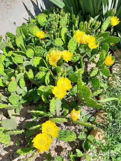 Кактус опунция