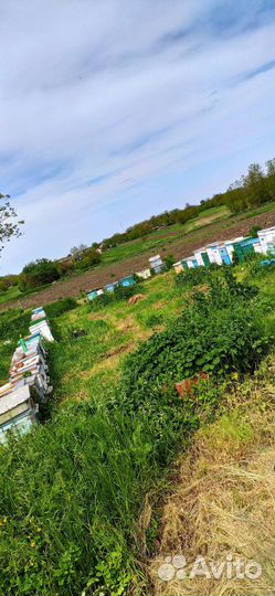 Мёд майский (акация)