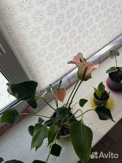 Антуриум Карма Пич