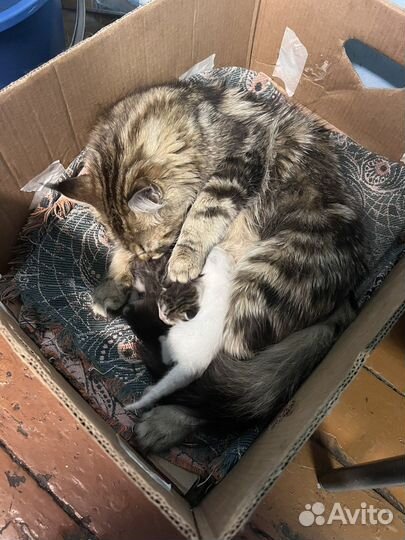 Вязка кошка мейкун