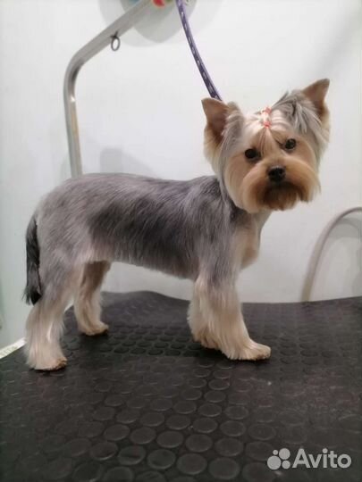 Стрижка собак