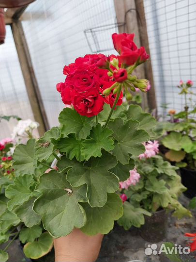 Пеларгония герань сортовая