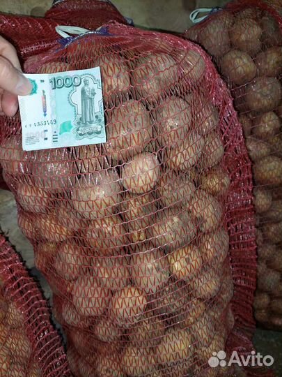 Картофель семенной