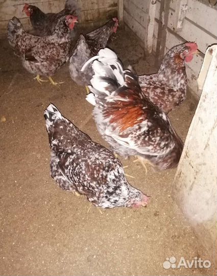 Куры, петухи, ия
