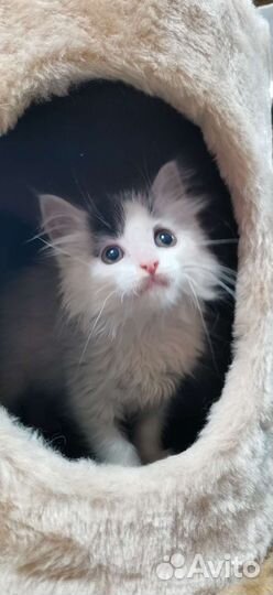 Котенок девочка пушистая 1.5мес