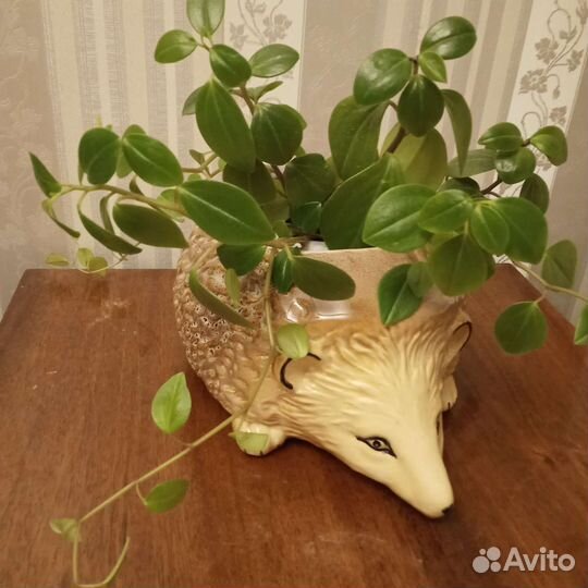 Домашние растения, разные виды