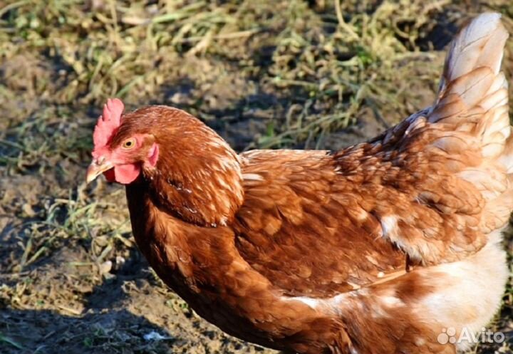 Куры несушки с агрофермы