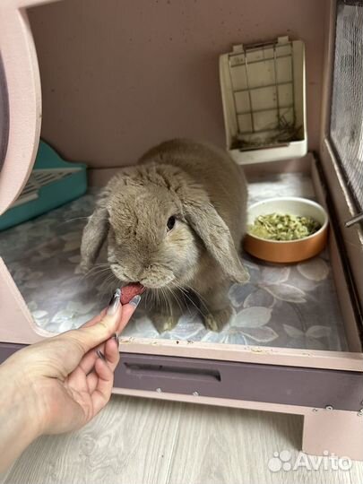 Декоративные кролики минилоп