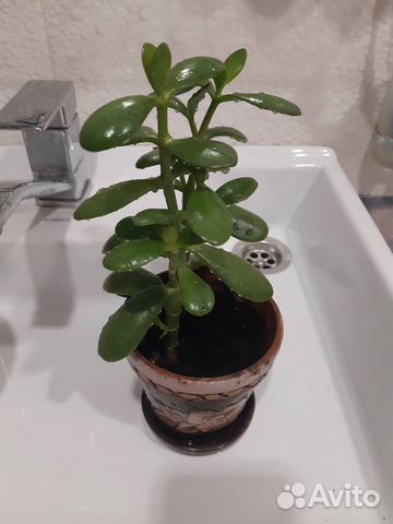 Денежное дерево - толстянка