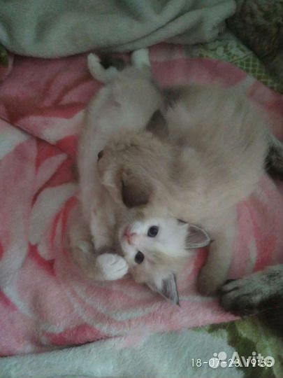 Невские маскарадные котята
