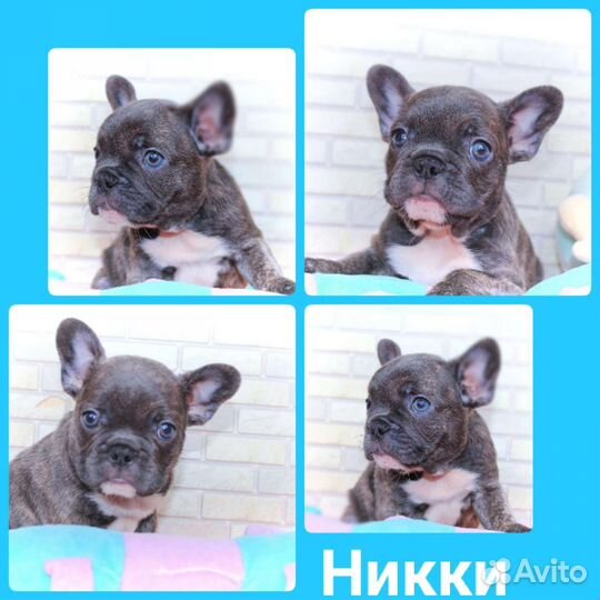 Французский бульдог щенки