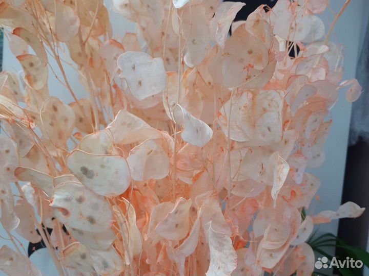 Лунария сухоцветы