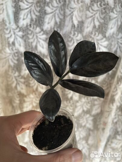 Черный равен