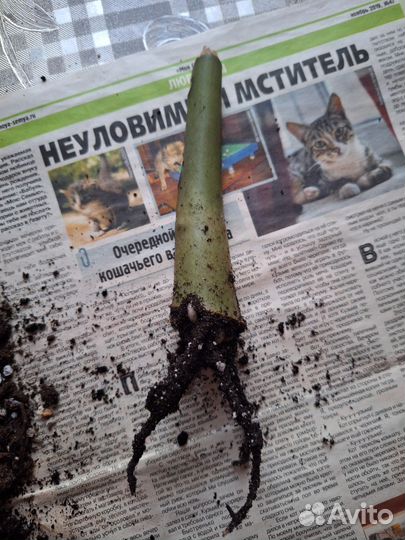 Замиокулькас