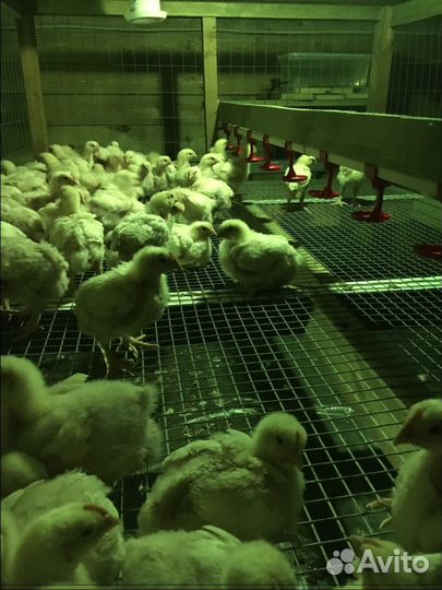 Суточные цыплята-бройлеры, вывод03.08