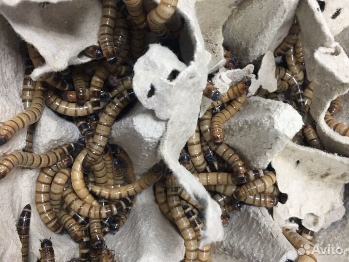 Кормовые насекомые сверчки, тараканы, зофобас