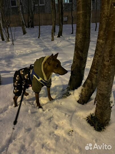 Цвергпинчер