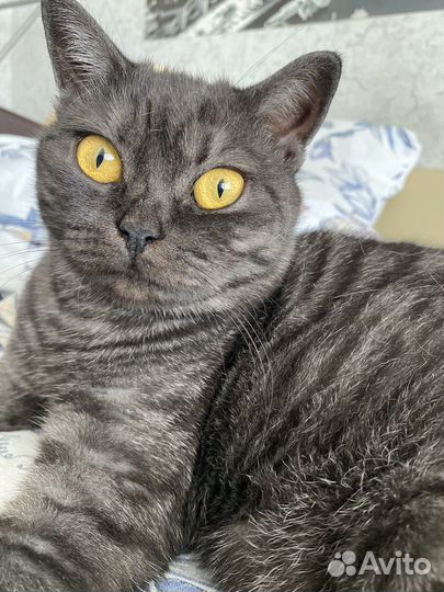 Шотландская прямоухая кошечка