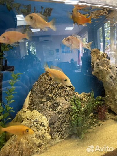 Аквариум Wromak с тумбой