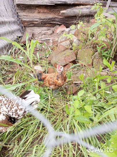 Молодые петушки бентамки