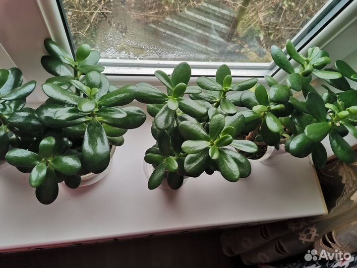 Денежное дерево (Толстянка)
