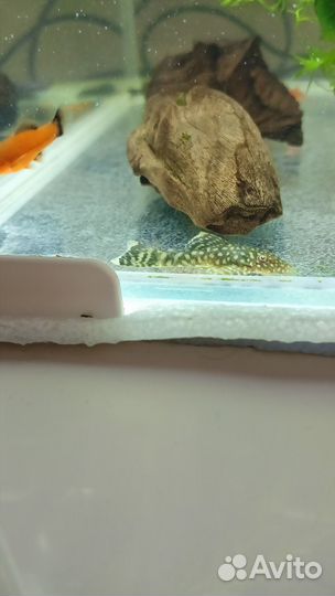 Сомики анциструсы