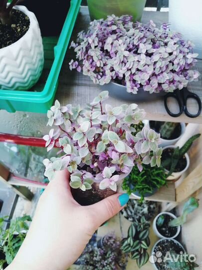 Коллизия розовая пантера